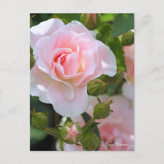 セレッソ ポストカード (正面)