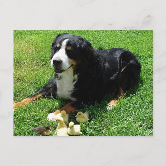 セレナとアクリングス ポストカード (正面)