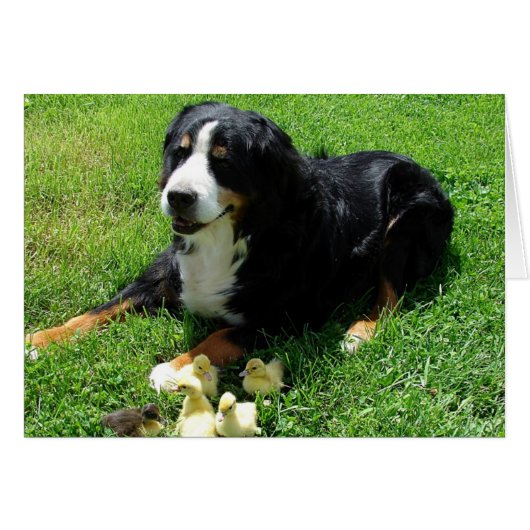 セレナとダクリングスすべての行事カード (正面横)