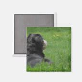 セレナザベルネーズマウンテンドッグがサンシャインを楽しむ マグネット (正面/裏面)