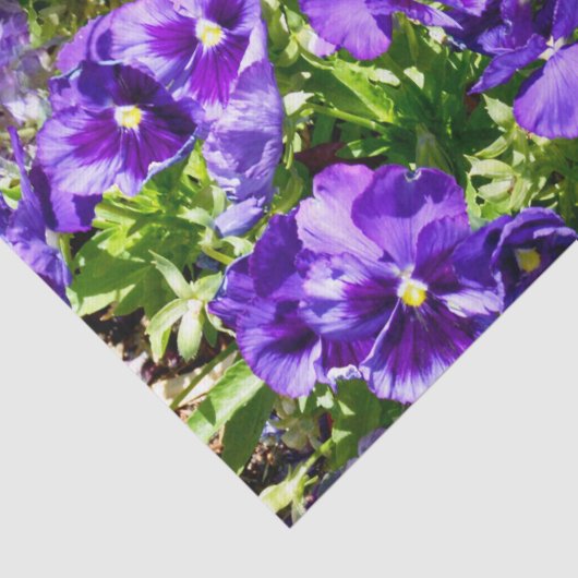 セレニティの海：美しい紫のパンジー畑 薄葉紙 (詳細)