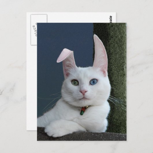 セレニティアズバニー葉書 ポストカード (正面/裏面)