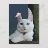 セレニティアズバニー葉書 ポストカード (正面)