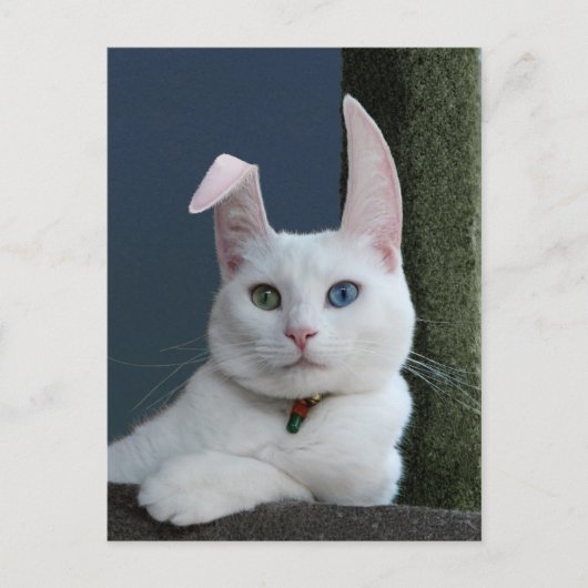 セレニティアズバニー葉書 ポストカード (正面)