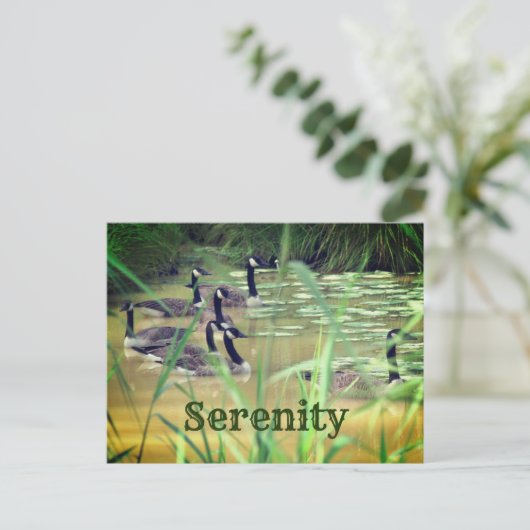 セレニティカナダゲーゼ感動的 ポストカード (スタンド正面)