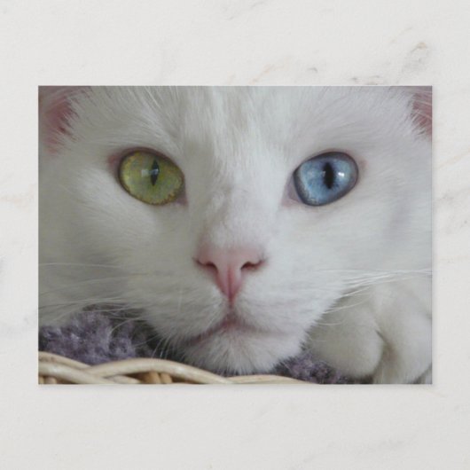 セレニティクローズアップはがき ポストカード (正面)