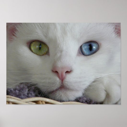 セレニティクローズアップポスター ポスター (正面)