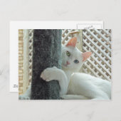 セレニティハグポストカード ポストカード (正面/裏面)