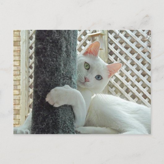 セレニティハグポストカード ポストカード (正面)