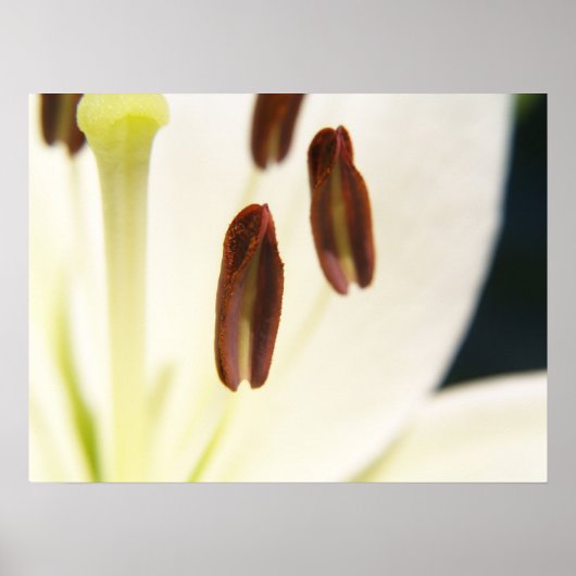 セレニティプリント ポスター (正面)