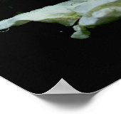 セレニティホワイトローズブド感動的ワード ポスター (角)