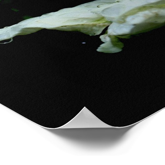 セレニティホワイトローズブド感動的ワード ポスター (角)