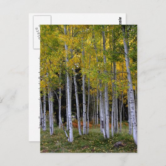 セレニティーイン金ゴールドとグリーン《植物》アスペン ポストカード (正面/裏面)