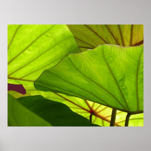 セレニティ ポスター (正面)