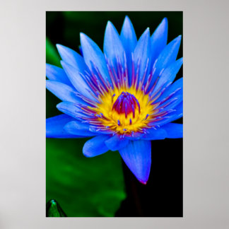 セレニティ – ポスター