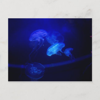 セレニティ ポストカード