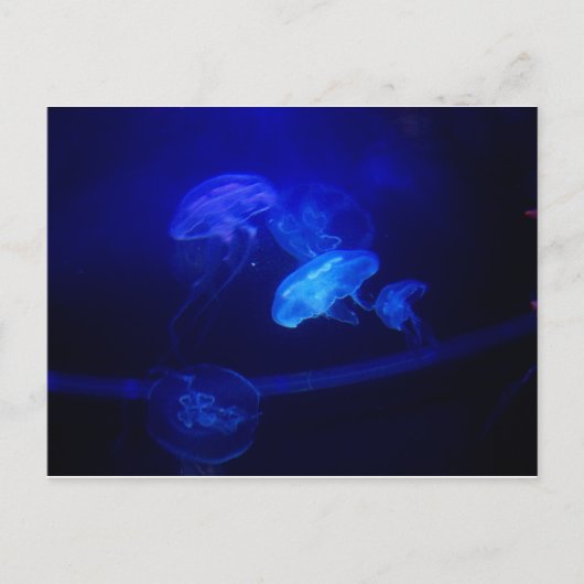 セレニティ ポストカード (正面)