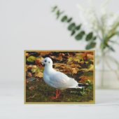 セレニティ ポストカード (スタンド正面)