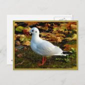 セレニティ ポストカード (正面/裏面)