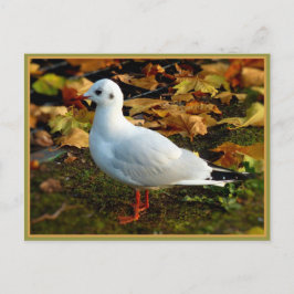 セレニティ ポストカード