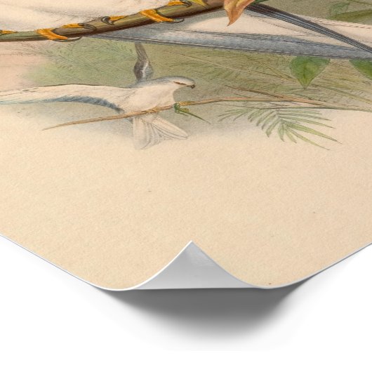 セレビーンエラヌスホワイトカイトバードアートヴィンテージプリント ポスター (角)