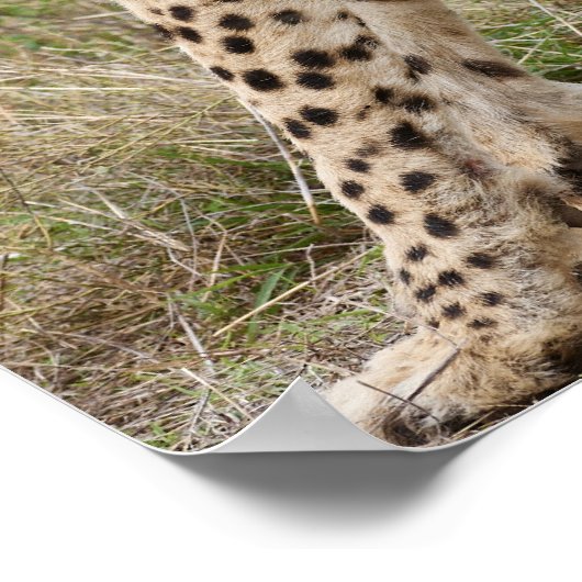 セレンゲティの男のチータス、アシノニュックス・ジュバタス、 ポスター (角)