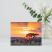 セレンゲティ国立公園のサファリ ポストカード (スタンド正面)