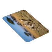 セレンゲティ国立公園タンザニアのチーズ マグネット (右側)