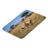 セレンゲティ国立公園タンザニアのチーズ マグネット (左側)