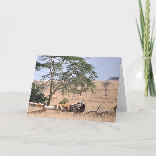 セレンゲティ・シエスタ カード (正面)