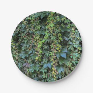 セレーネグリーンアイビーウォールつるズつる植物プラント離れ ペーパープレート
