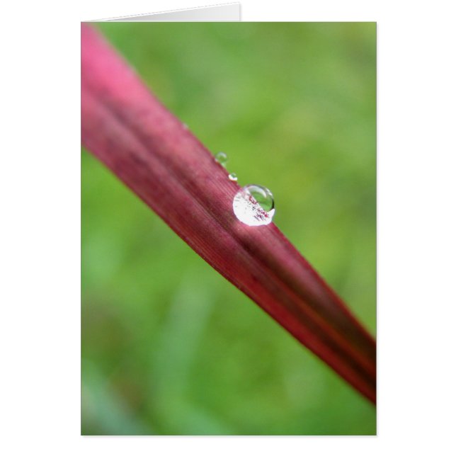 セレーネ (正面)