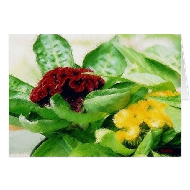 セロシア植物花コクコーム (正面横)