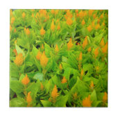 セロシア野 タイル (正面)