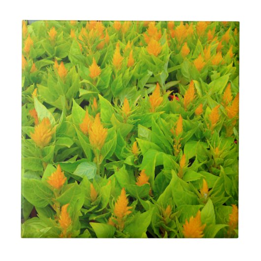 セロシア野 タイル (正面)