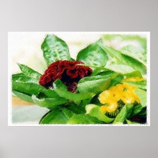 セロシア/コックコーム ポスター (正面)