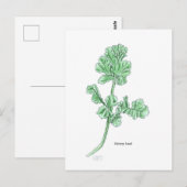 セロリーリーフ ポストカード (正面/裏面)