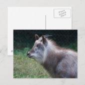 セロ日本のウ ポストカード (正面/裏面)