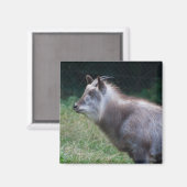 セロ日本のウ マグネット (正面/裏面)