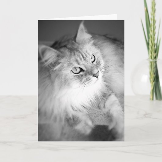 センセーショナルなシベリア空白のカード カード (正面)