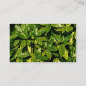 センターバンド037 – スポッテッドローレル 名刺 (裏面)