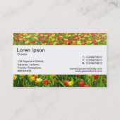 センターバンド – チューリップ海II 名刺 (裏面)