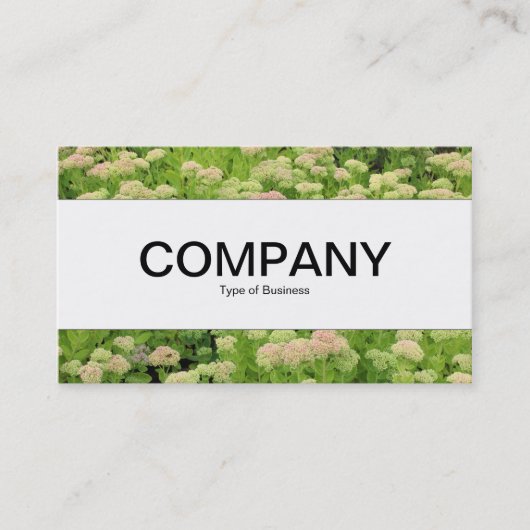 センターバンド – Sedum (Autumn Joy) 名刺 (正面)