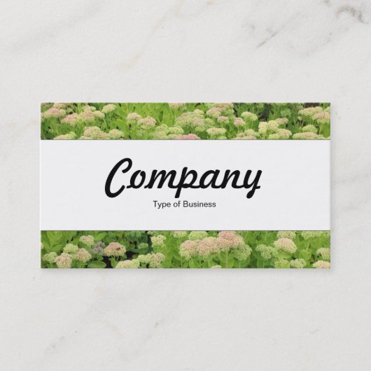 センターバンド – Sedum (Autumn Joy) 名刺 (正面)