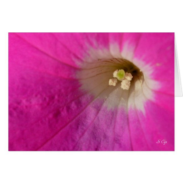 センター・ステージ、S Cyr (正面横)