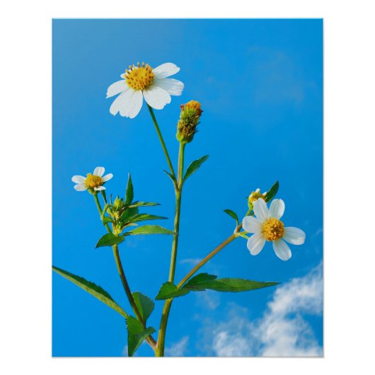 センダングサの花 ポスター (正面)