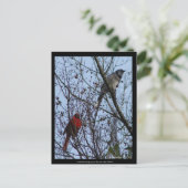 センチネルスブルージェイと(鳥)ショウジョウコウカンチョウバイリーヒラー ポストカード (スタンド正面)