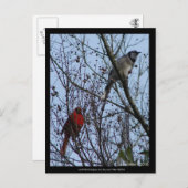 センチネルスブルージェイと(鳥)ショウジョウコウカンチョウバイリーヒラー ポストカード (正面/裏面)