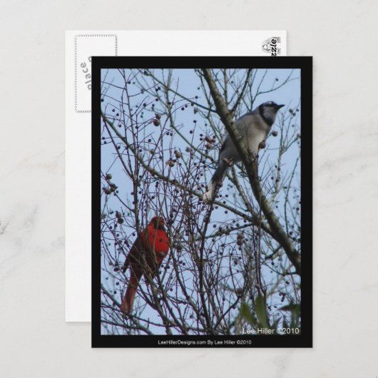 センチネルスブルージェイと（鳥）ショウジョウコウカンチョウバイリーヒラー ポストカード (正面/裏面)