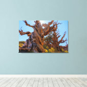 センチネルツリー キャンバスプリント (インサイチュ (ウッドフロア))